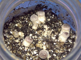 psilocybe-weilii10.jpg