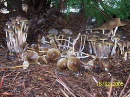 psilocybe-weilii09.jpg