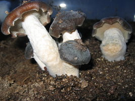 psilocybe-weilii08.jpg