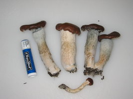 psilocybe-weilii06.jpg
