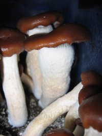 psilocybe-weilii05.jpg