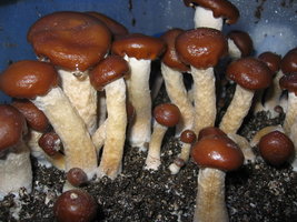 psilocybe-weilii04.jpg