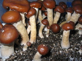 psilocybe-weilii03.jpg