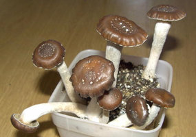 psilocybe-weilii01.jpg