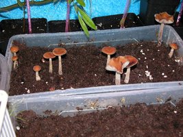 psilocybe-villarrealiae20.jpg