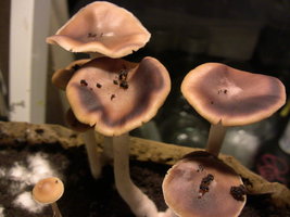 psilocybe-villarrealiae19.jpg