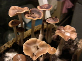 psilocybe-villarrealiae17.jpg