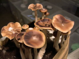 psilocybe-villarrealiae16.jpg