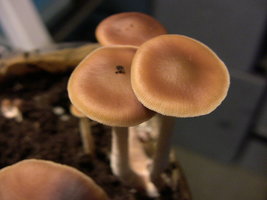 psilocybe-villarrealiae15.jpg