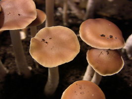 psilocybe-villarrealiae14.jpg