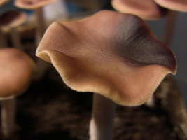 psilocybe-villarrealiae13.jpg