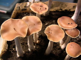psilocybe-villarrealiae12.jpg