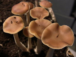 psilocybe-villarrealiae11.jpg