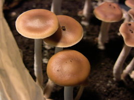 psilocybe-villarrealiae10.jpg