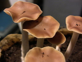 psilocybe-villarrealiae09.jpg
