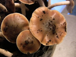 psilocybe-villarrealiae08.jpg