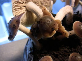 psilocybe-villarrealiae07.jpg