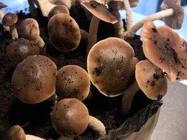 psilocybe-villarrealiae05.jpg