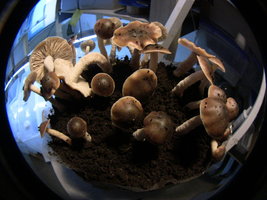 psilocybe-villarrealiae04.jpg