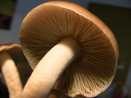 psilocybe-villarrealiae03.jpg