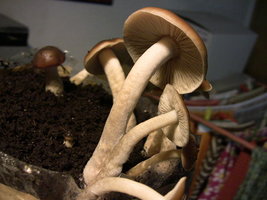 psilocybe-villarrealiae02.jpg