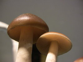 psilocybe-villarrealiae01.jpg