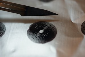 psilocybe-tampanensis15.jpg