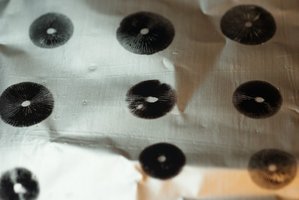 psilocybe-tampanensis14.jpg