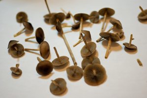psilocybe-tampanensis11.jpg