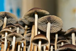 psilocybe-tampanensis10.jpg