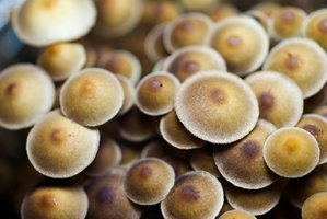 psilocybe-tampanensis09.jpg