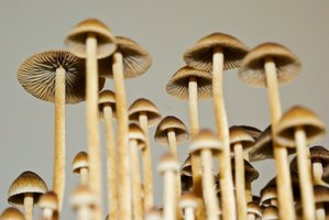 psilocybe-tampanensis08.jpg