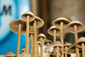 psilocybe-tampanensis07.jpg