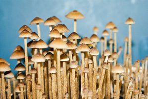 psilocybe-tampanensis06.jpg
