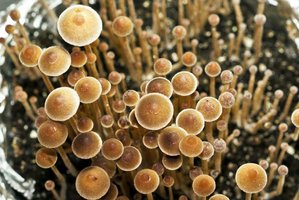 psilocybe-tampanensis05.jpg