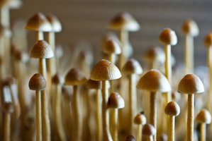 psilocybe-tampanensis04.jpg