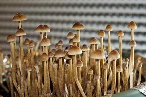 psilocybe-tampanensis03.jpg
