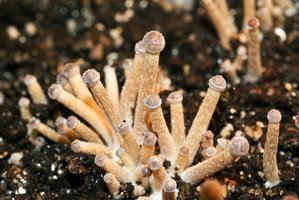 psilocybe-tampanensis02.jpg
