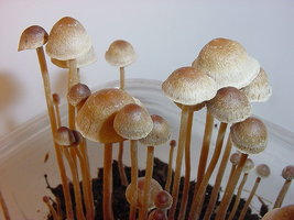 psilocybe-tampanensis01.jpg