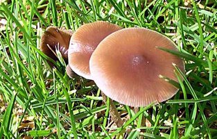 psilocybe-stuntzii23.jpg
