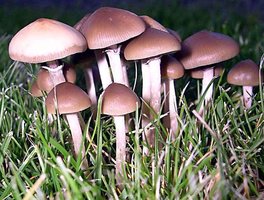 psilocybe-stuntzii22.jpg