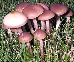 psilocybe-stuntzii21.jpg