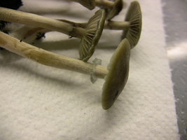 psilocybe-stuntzii20.jpg