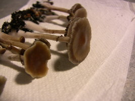 psilocybe-stuntzii19.jpg