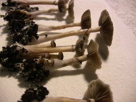 psilocybe-stuntzii18.jpg