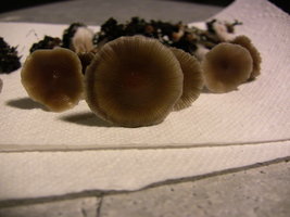 psilocybe-stuntzii17.jpg
