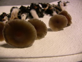 psilocybe-stuntzii16.jpg