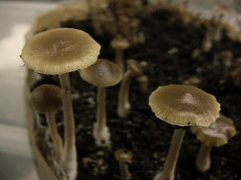 psilocybe-stuntzii15.jpg