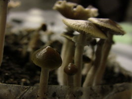 psilocybe-stuntzii12.jpg
