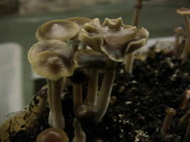 psilocybe-stuntzii11.jpg